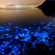 Bioluminiscencia en una playa de rocas en Hong Kong. Foto AP Images